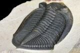 Nice, Zlichovaspis Trilobite - Atchana, Morocco #153953-5